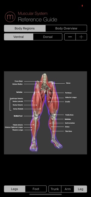 Human Muscular System Guide(圖7)-速報App