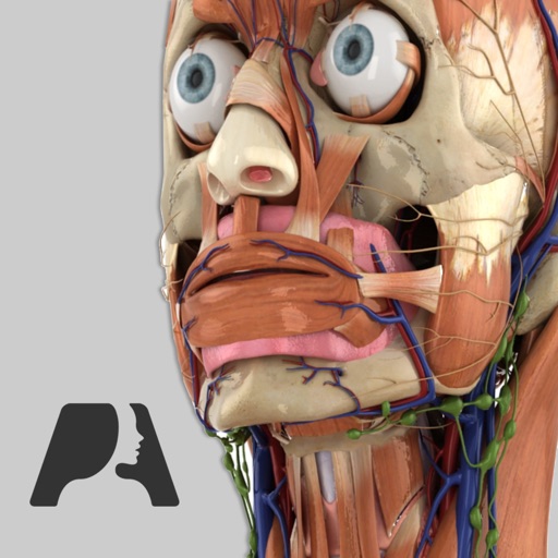 Pocket Anatomy (2018)