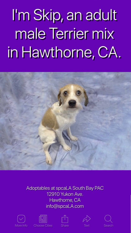 Find Rescue Dogs 4 U to Adopt screenshot-5