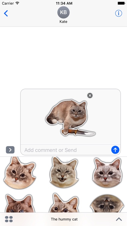 The hummy cat