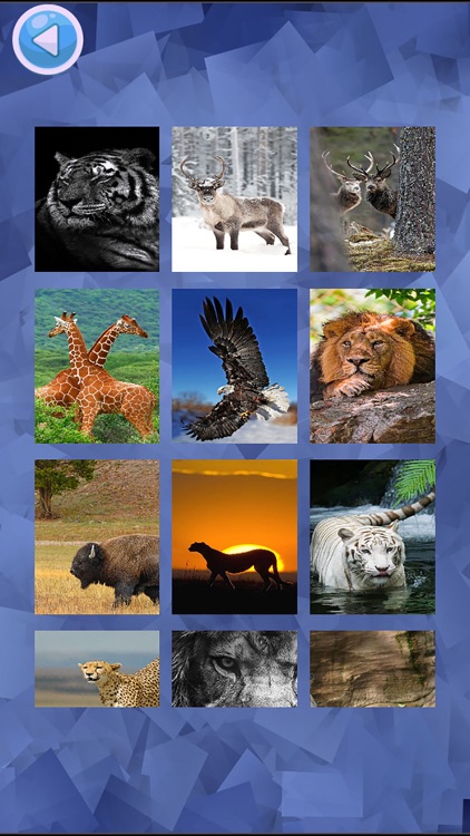 Wild Animals Jigsaw Puzzles Brain Challenge