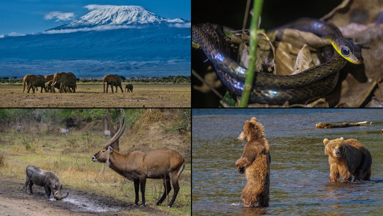 WorldView: Wildlife screenshot-3