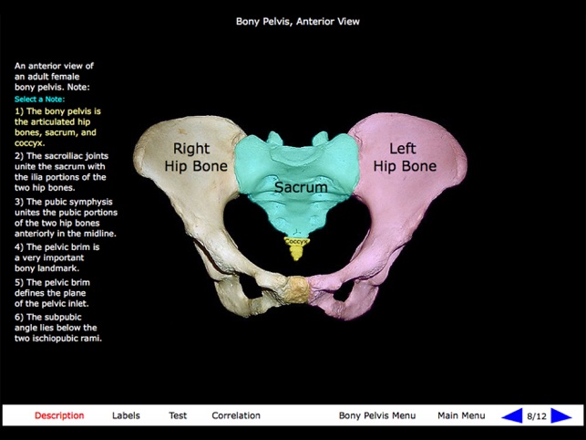 Gross Anatomy of the Skeleton(圖6)-速報App