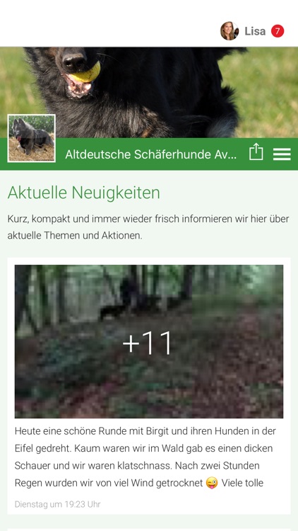 Altdeutsche Schäferhunde