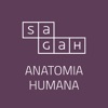 Sagah - Anatomia Humana