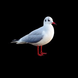 Seagull Stickers