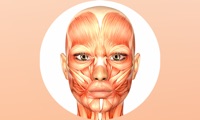 Human Muscles Guide