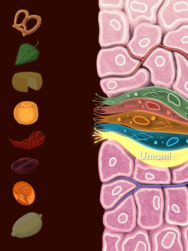 Taste & Smell Neuroscience(圖4)-速報App