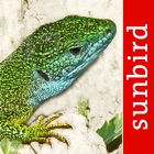 Reptile Id - UK Field Guide