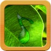 Natural Musical Massage