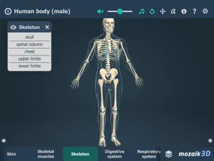 Imágen 3 Human body (male) 3D iphone
