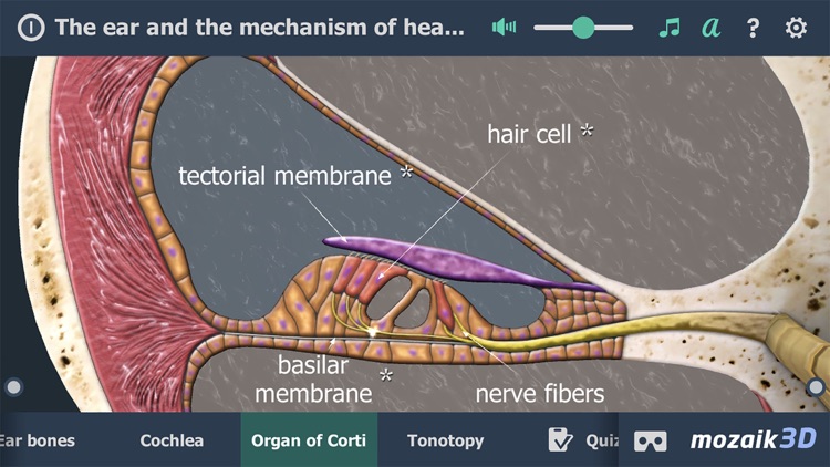 The mechanism of hearing 3D screenshot-3