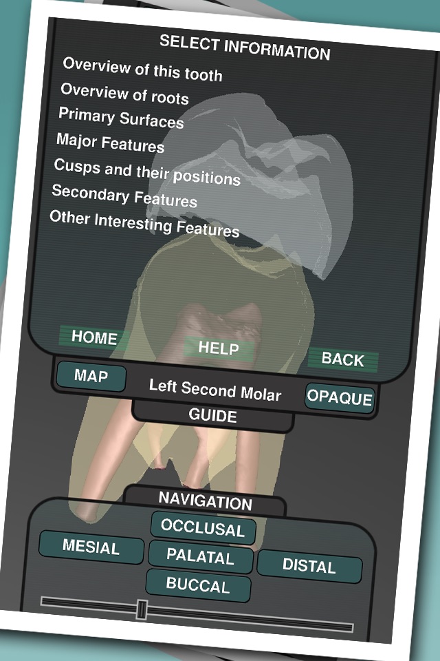 Real Tooth Morphology screenshot 2