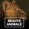 Beauté animale