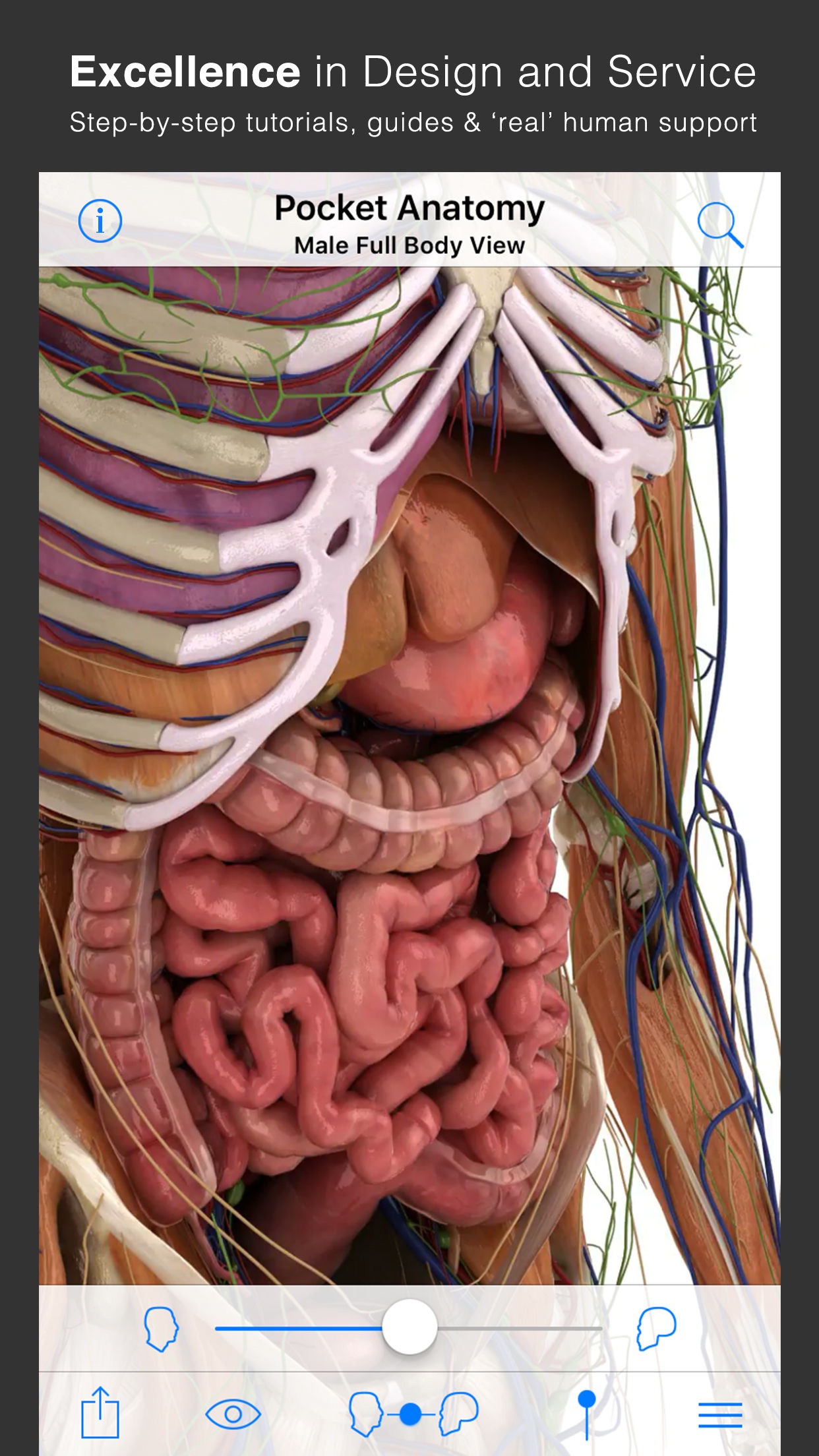Screenshot do app Pocket Anatomy (2018)