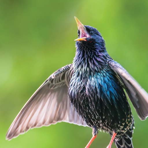 World's Best Bird Songs