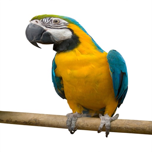 talking parrot software for pc