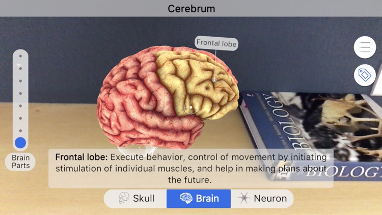 Brainapse