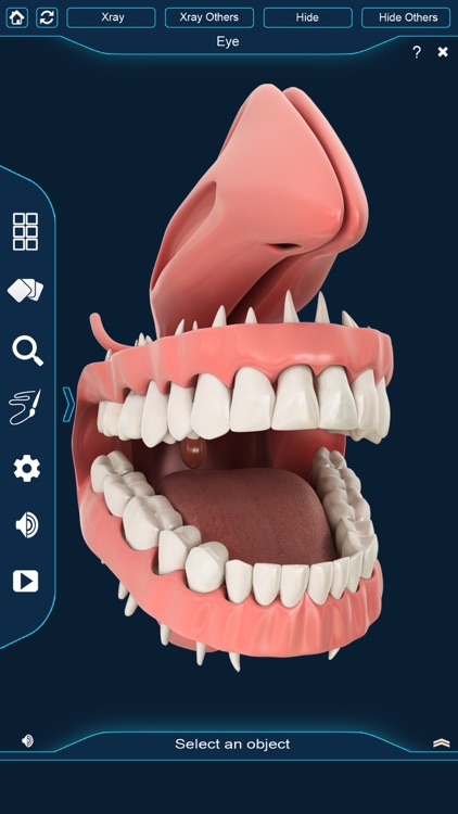 My Dental Anatomy