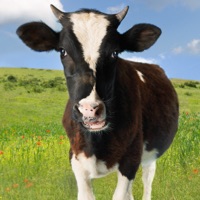 Cow Sounds!  PC 용