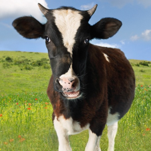 Cow Sounds! Icon
