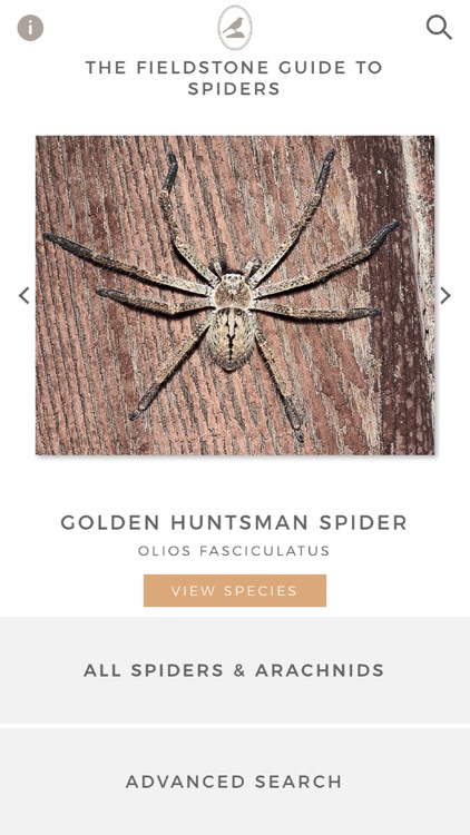Fieldstone Guide: Spiders