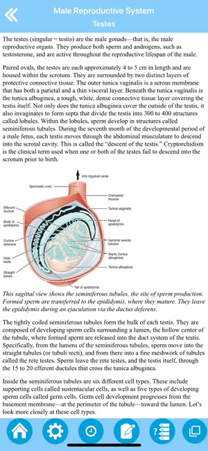 Male Reproductive System(圖2)-速報App