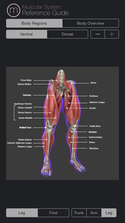 Human Muscular System Guide screenshot-3