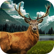 Activities of Jungle Deer Shooting Challenge