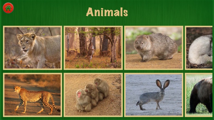 Animal World Pro For Fun