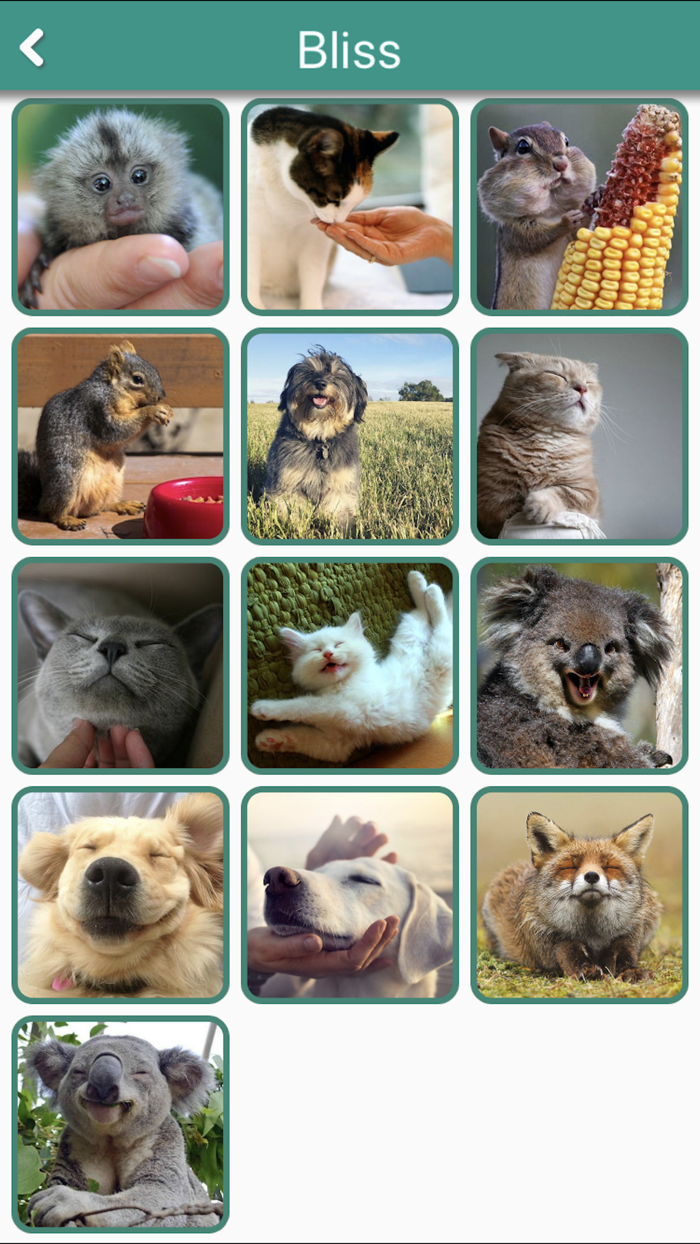 Animal Emojis With TextPhotos