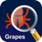 MyPestGuide Grapes lets you quickly identify pests of vines and grapes and report your observations instantly to the Department of Primary Industries and Regional Development (DPIRD)