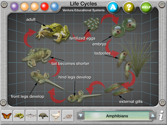 Interactive Life Cycles(圖2)-速報App