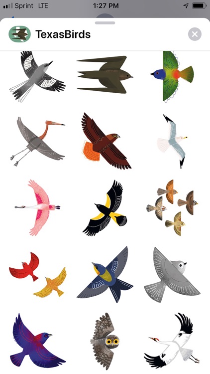 Texas Birds Sticker Pack