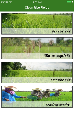 Clean Rice Fields