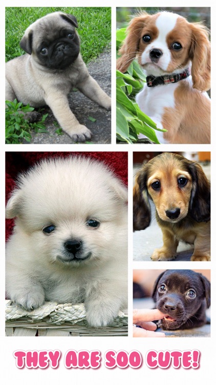 Cute Puppy Jigsaw Puzzle Games