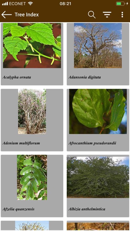 Key to Trees of South Africa screenshot-3