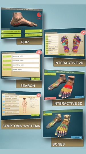 Total Reflexology-3D(圖2)-速報App