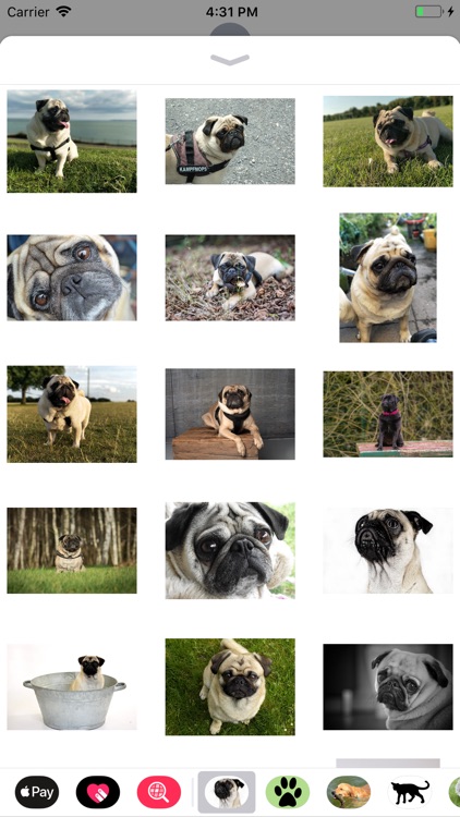 Pug Sticker Pack screenshot-3