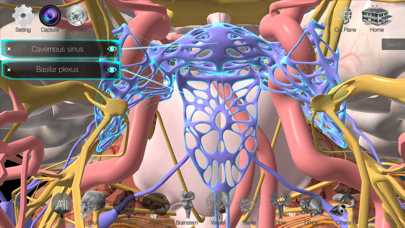 3D解剖学アトラス：iRis screenshot 2