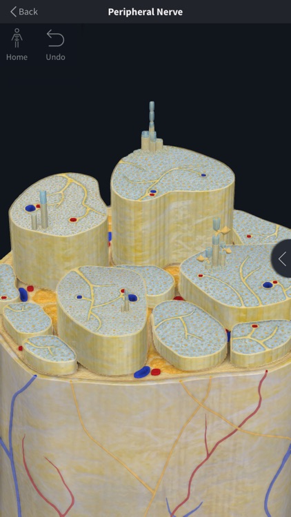Complete Anatomy 19 for iPhone screenshot-3