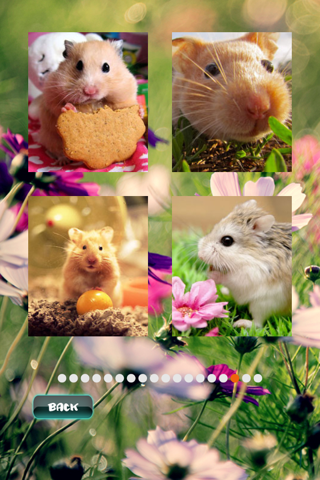 Hamster Puzzles screenshot 2