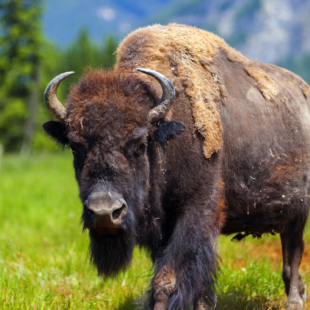 buffalo.下载量预估