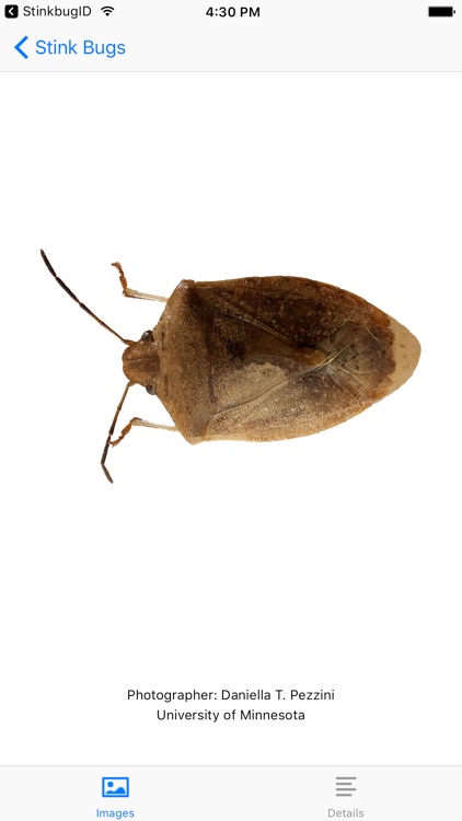 Midwest Stinkbug Assistant screenshot-3