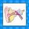 This app covers lots of aspect of ear anatomy and pathophysiology including common ear problems and diseases, study cases, instructional videos, descriptive images and terms definition