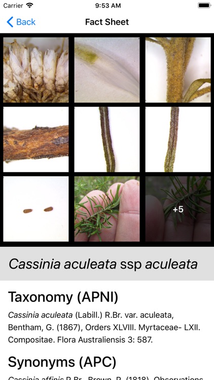 Key to the Cassinia group screenshot-3