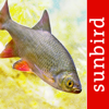 Fish Id - Freshwater Fish UK - Mullen & Pohland GbR