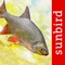 This app is the perfect companion if you plan to go fishing or need to identify freshwater fish occurring in the British Isles