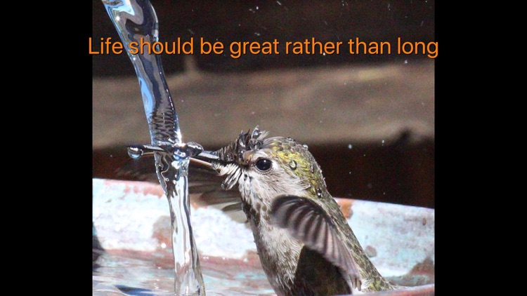 Hummingbird Moments