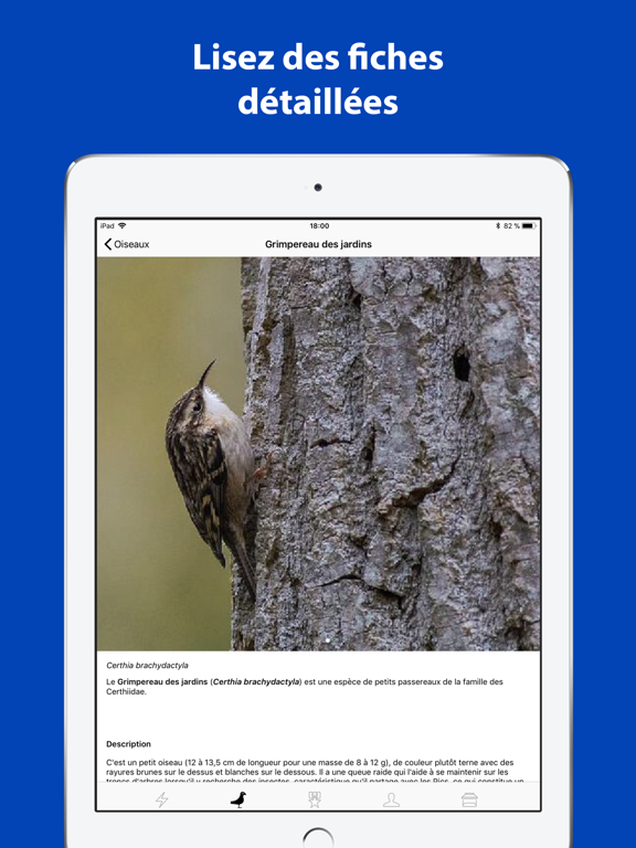 Screenshot #6 pour Quel Oiseau! (Europe)